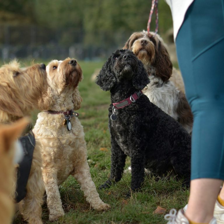 Social Dogwalk