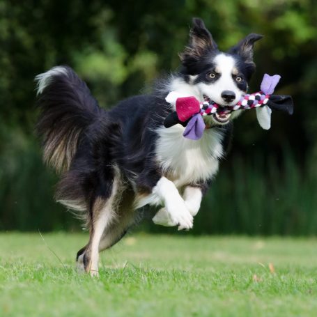 CANIS Zertifizierung