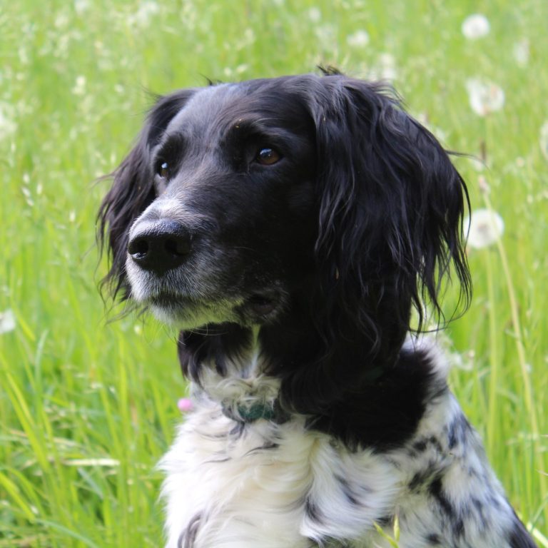 Enya